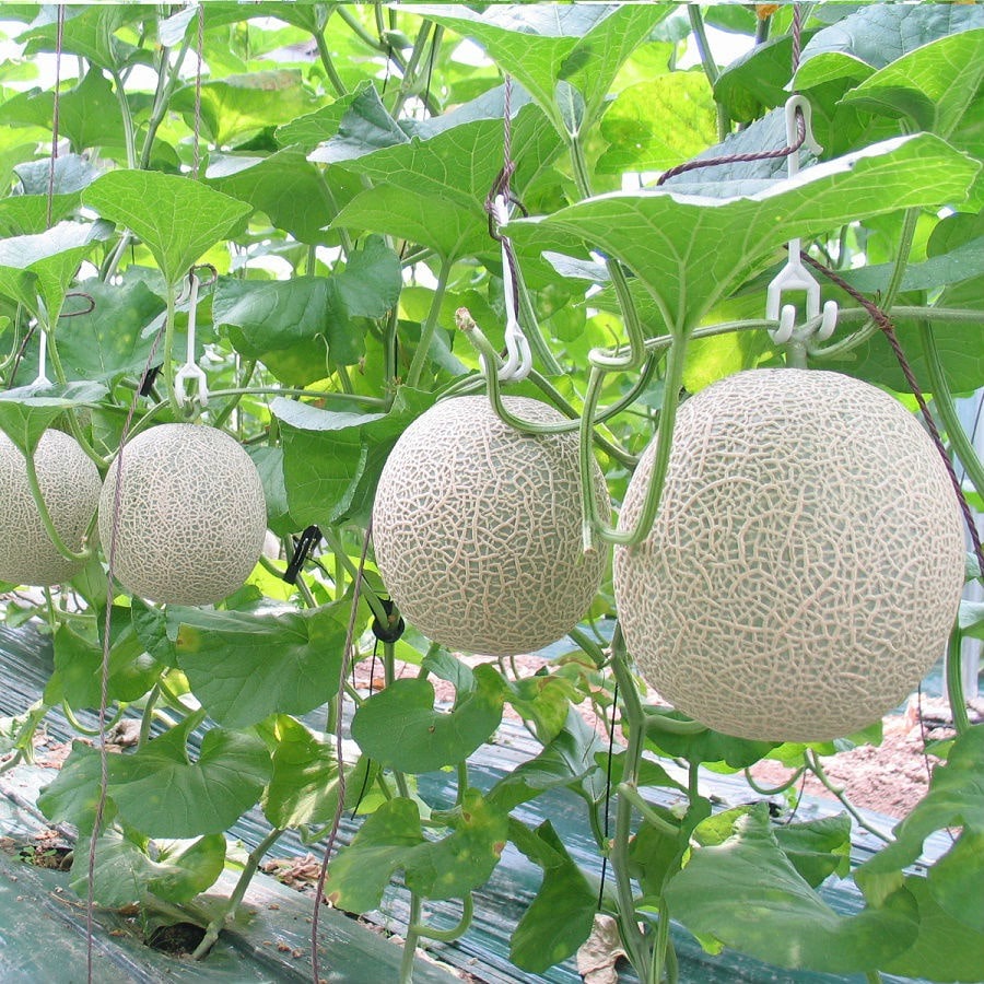 (HỘ KINH DOANH) LÊ VĂN LUÂN