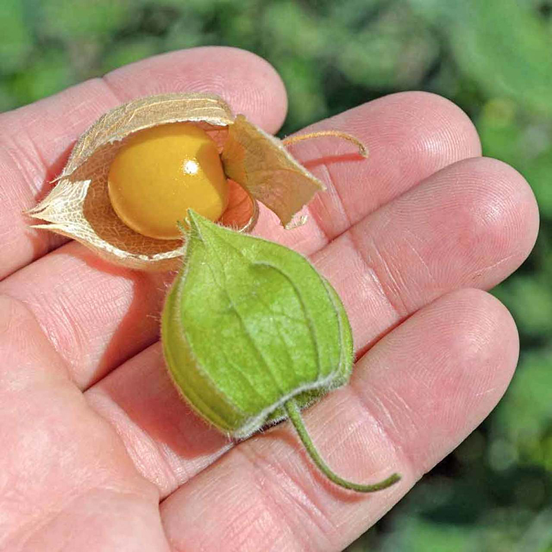 (HỘ KINH DOANH) LÊ VĂN LUÂN